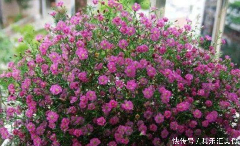 4种花超漂亮,个个美出状态,好养又漂亮,开花一茬又一茬