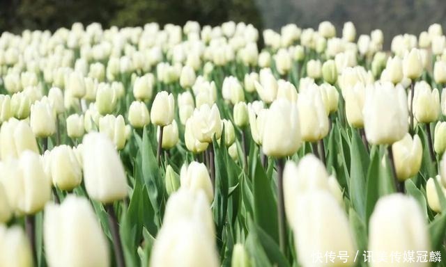 花儿|重庆长寿,春天的景色很迷人吗?