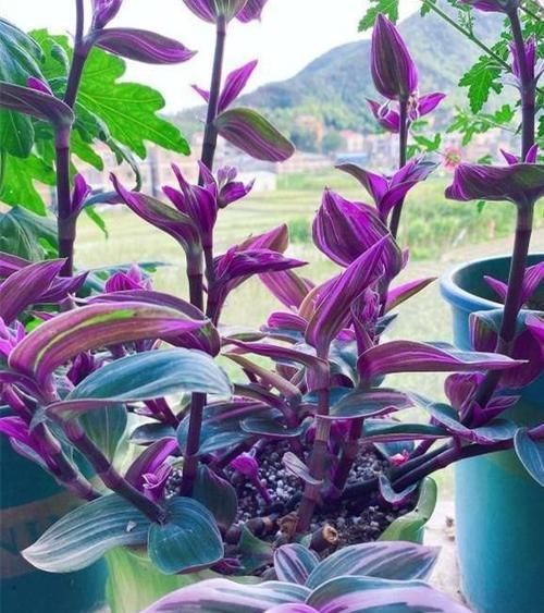  油画|吊兰中的贵族“油画婚礼”，一叶多色，好养易活，自带浪漫气息