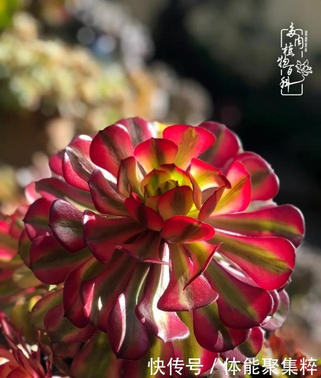 在茜的多肉小院里,花时间种快乐!在茜的多肉小院里,花时间种快乐!