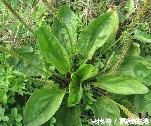 男女老少|常吃车前草身体好,竟然还有这么多功效,男女老少都离不开!