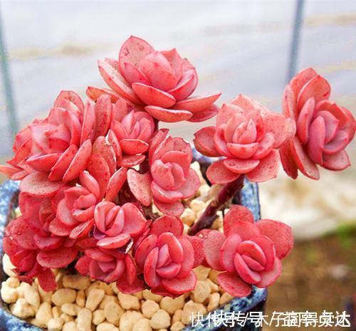 养护|养多肉秀妍,了解掌握几个要点,上色美长满盆,像个艺术品!