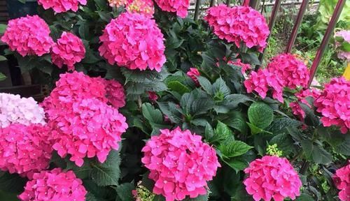 养花不在多，阳台种一棵“玫红妈妈”，花大色艳，开花满阳台