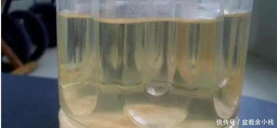 淘米水|淘米水能直接浇花吗?简单一步变废为宝,将其变成养花的绝佳肥料