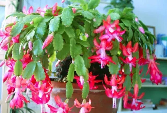 在养长寿花和蟹爪兰的时候,用这“三招”,可以一年四季欣赏花卉