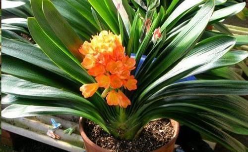 花盆|往君子兰花盆里丢一点这个,叶子又绿又亮,一年开花两次