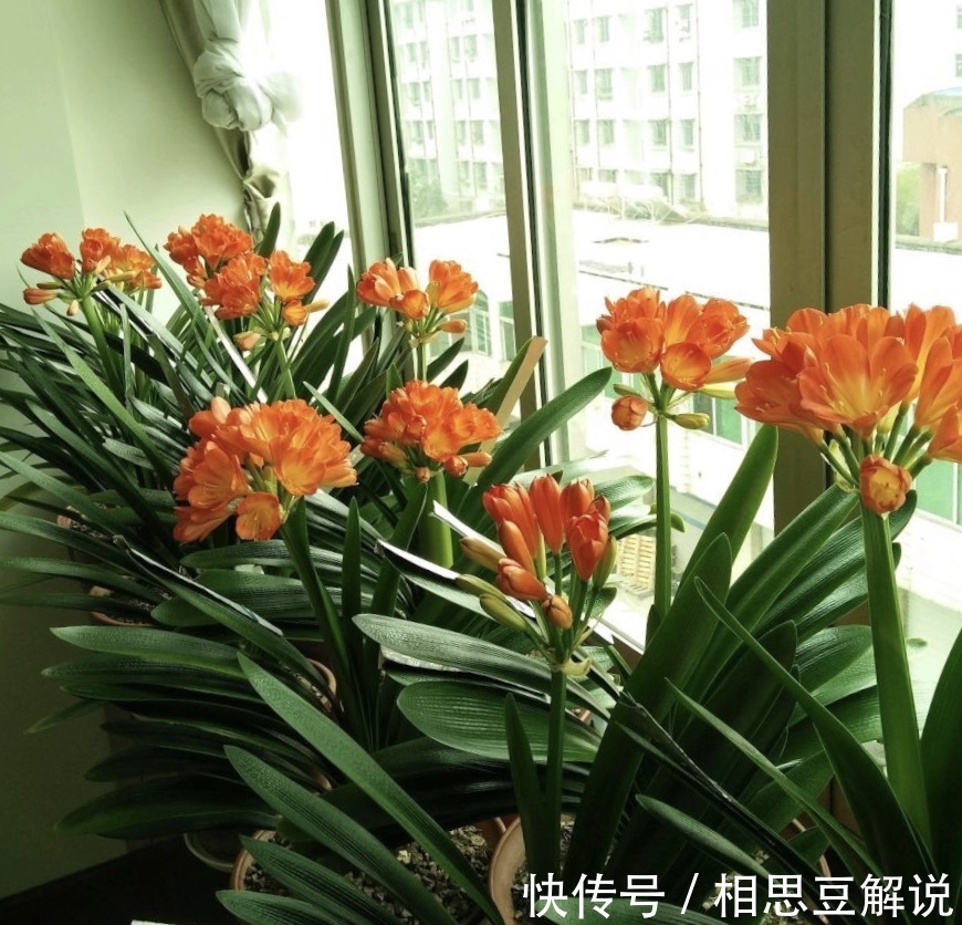 养花很简单,看懂4个“信号”,就知道怎么养好了