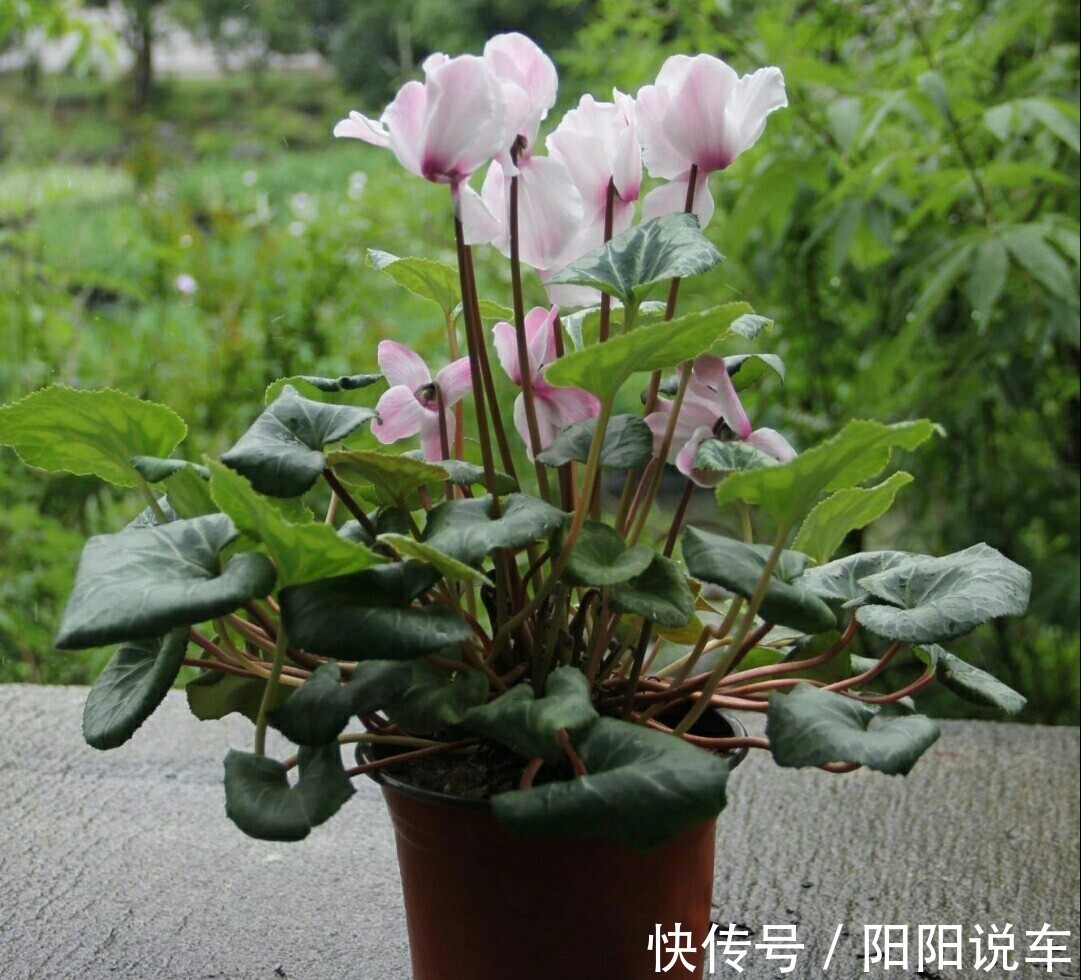 磷酸二氢钾|养花不用分开补水增肥,轮着用它们浇灌,植物好、土壤好!