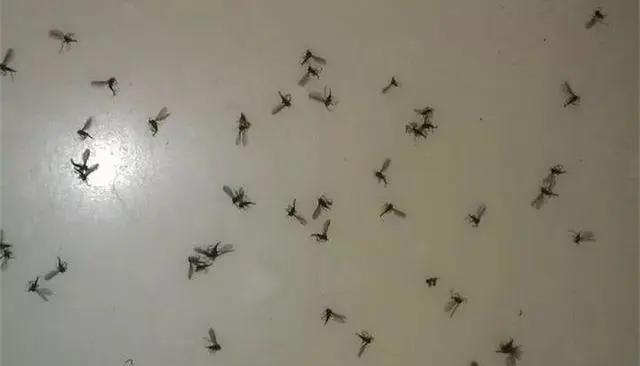 君子兰|养花30年老花匠的5个“小秘方”赶紧学起来再也不怕养花出问题了