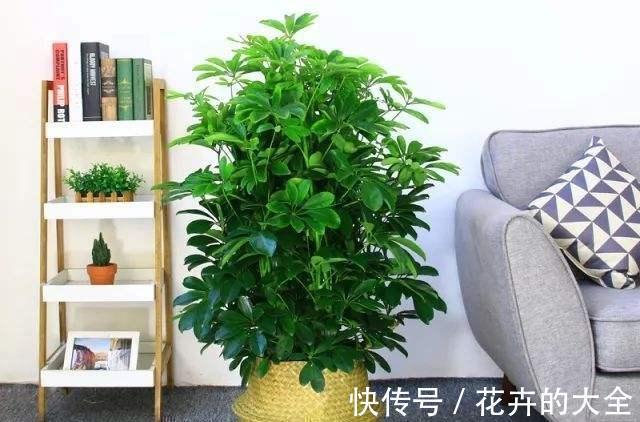 利于健康的“9种花”，株型雅致有格调，寓意“吉祥”有韵味
