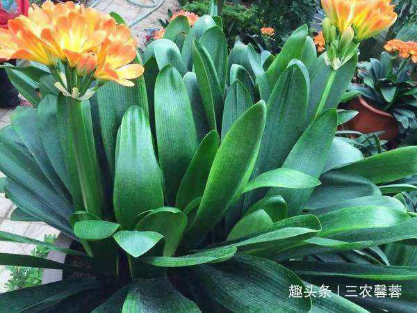 赵姐姐|君子兰1个月喝一瓶“它”,不用施肥,3个月后叶片肥厚开花50朵