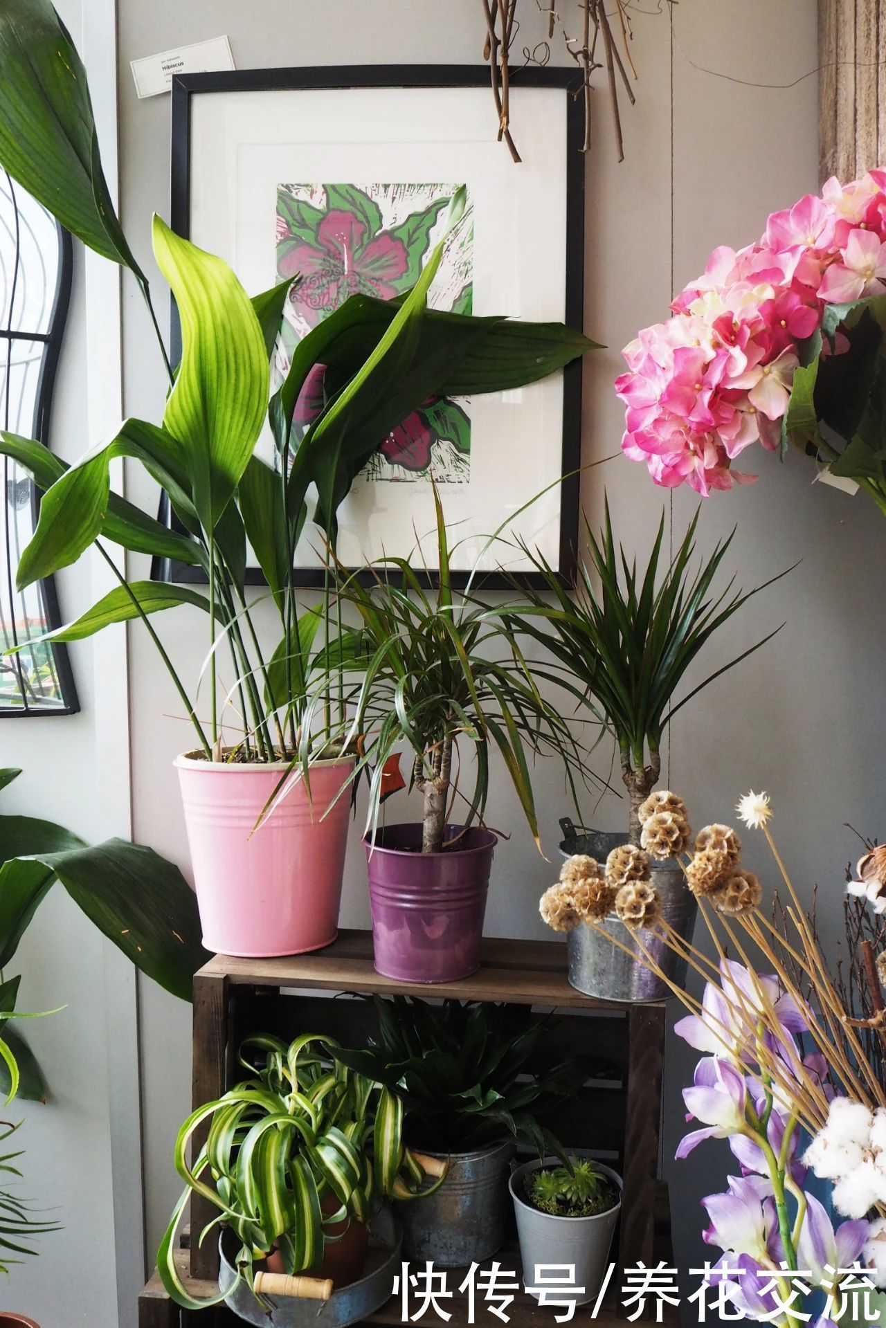 6种常见的弱光植物，能室内半阴的环境，养窗台便可维持良好状态