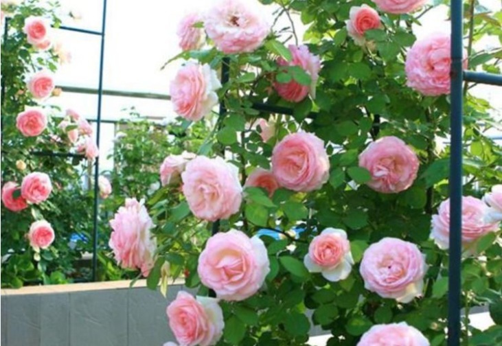 养护|春天就养5种花,好养又漂亮,花团锦簇,人见人爱!