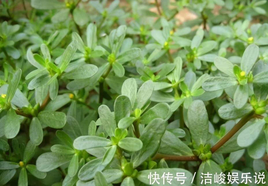 肌肤|女人不想显老，要多吃3种食物，排毒润肠，肌肤变得越来越好