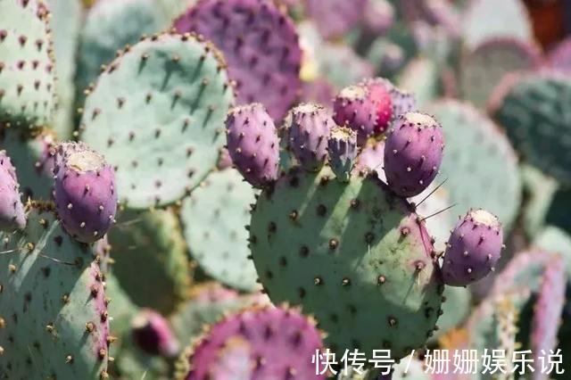 3种“丑花”,长得不怎么样,却能旺运镇宅,关键还好养