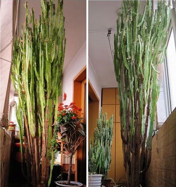 光棍树|养花:6种“丑八怪”,放在家里能镇宅,养的越久越气派