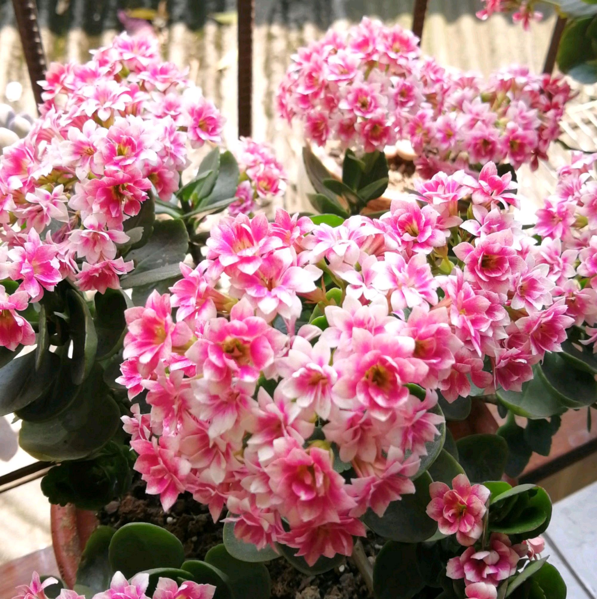 秋季养长寿花，做到这些，枝繁叶茂开花爆盆很简单