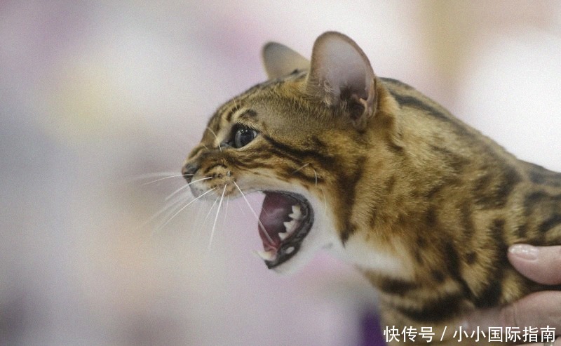 发现|哈萨克斯坦发现丝路上最早的家猫,见证游牧与都会文化交流