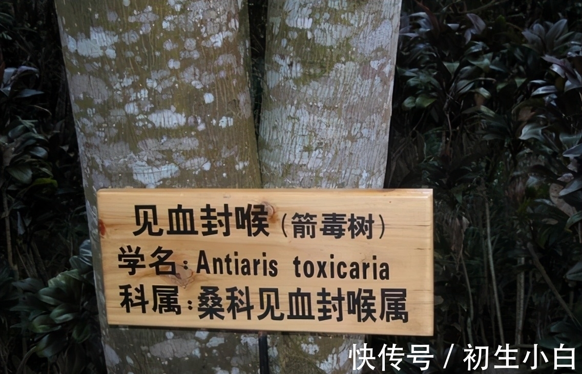 植物|毒箭木：世界上最毒的树木，几滴放倒一头牛，古人用它制作毒箭