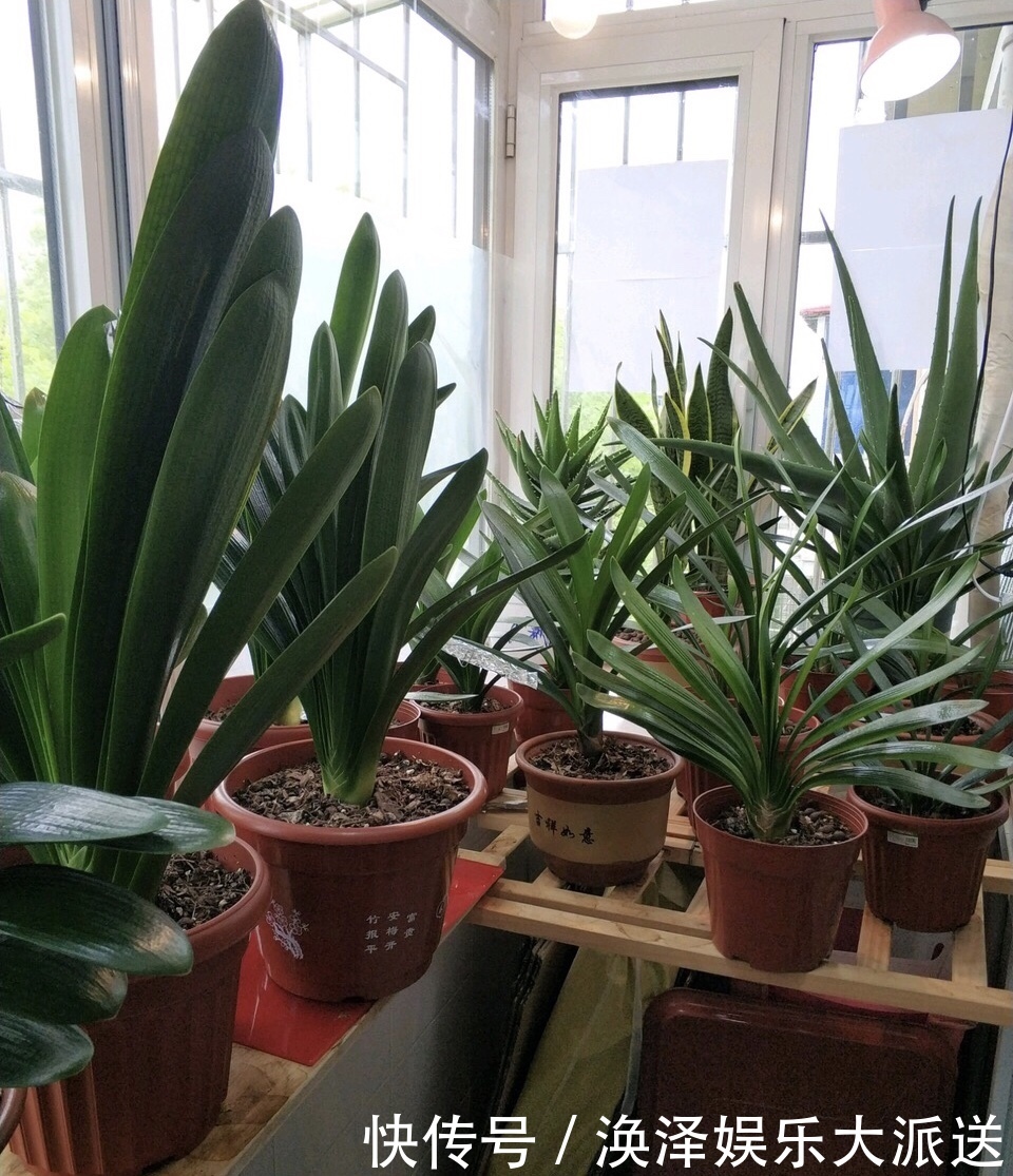 叶片|养君子兰,换盆分株就“抓紧”,再晚只能等到“下一季”