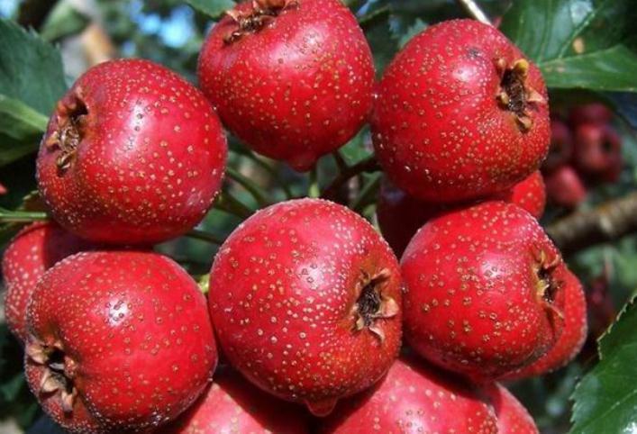 樱桃|糖尿病患者不能吃水果?5种降糖水果分享给你,糖友也可大饱口福