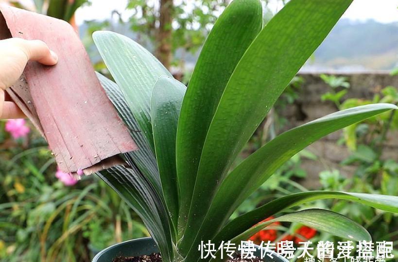开花|君子兰总是不开花,只用了“这几招”,年年绿叶红花,不断爆花芽