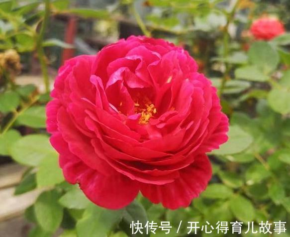 月季的叶片很多瘢痕还畸形,芽也黑了,怎么回事,是小虫在作怪