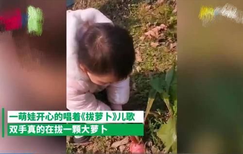 兴趣爱好|萌娃边唱歌边拔萝卜,下一秒摔了个人仰马翻,网友:萝卜太不配合