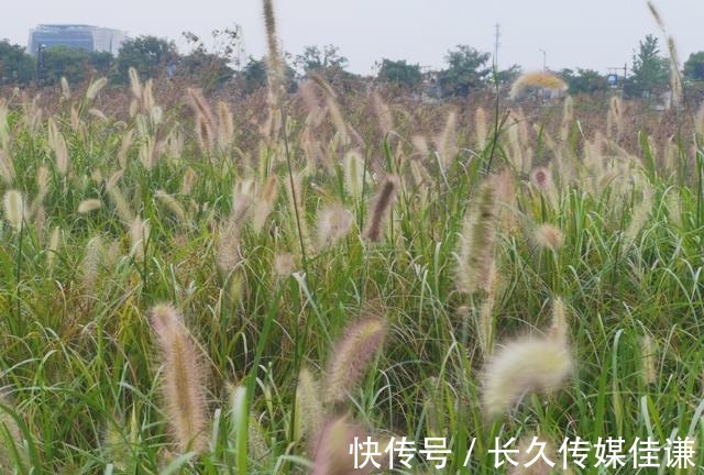 拍照|杭州临平这里的粉黛子草美翻了！人少还安静，最适合拍照游玩