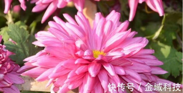 喜欢养护菊花,不如养些菊种珍品,幽香淡雅,开花繁盛惹人爱