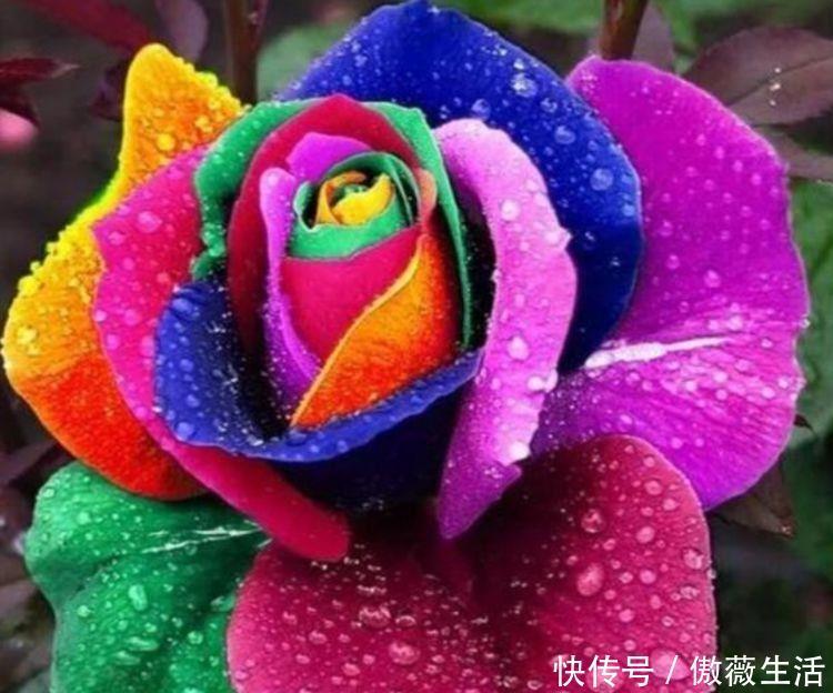 松红梅松红梅|花期超长的几种花卉,开花美长势旺,黄绿交辉