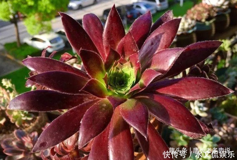 多肉孔雀和赤霞飞长得像吗不,它们无论是颜色还是叶形都不雷同