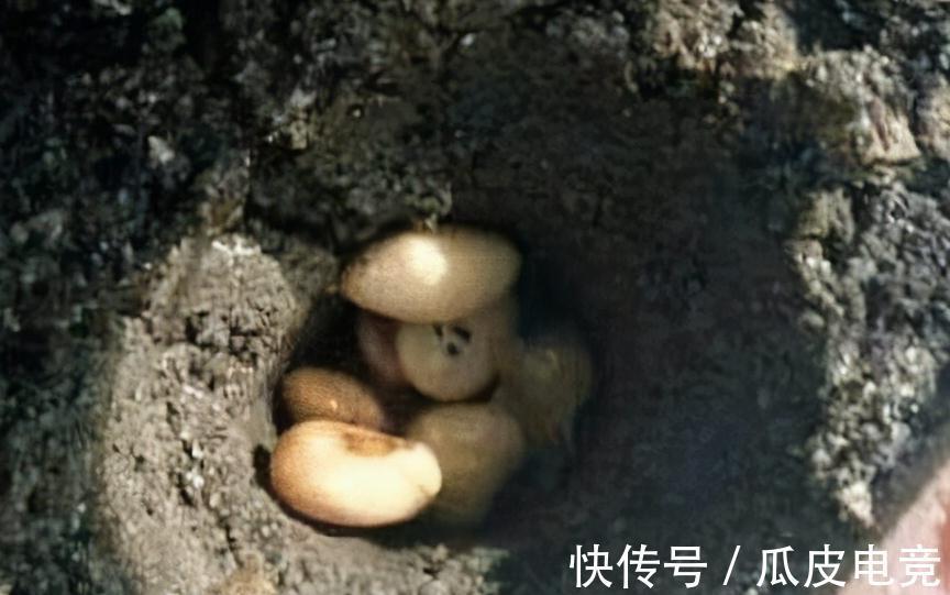 虎皮兰容易饿,盆里多喂二种肥,根壮叶绿,小芽长不停