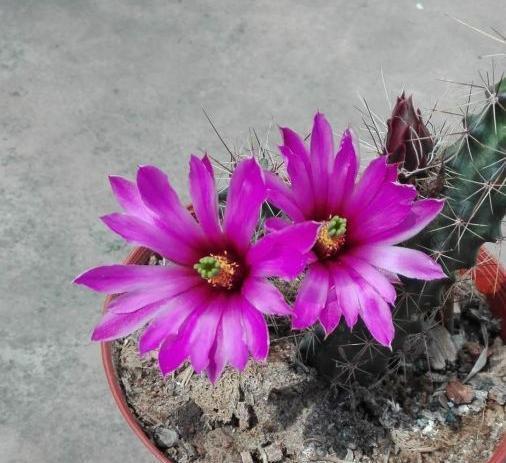 仙人球不怎么开花怎么办只要4招,不但多开花,还能不会烂根。