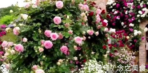 月季花|号称开花机器的4种花，能开花一整年，好看又好养，室内也能栽