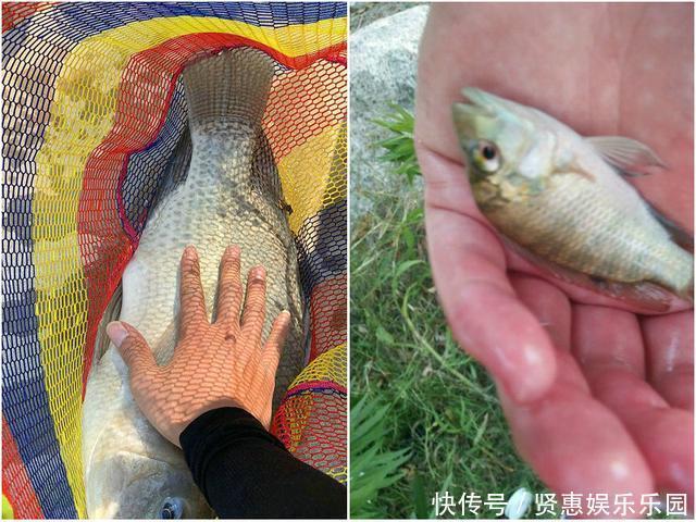 罗非鱼不能吃?广东男子钓获“7.8斤巨型罗非鱼”,堪称鱼鲜上品