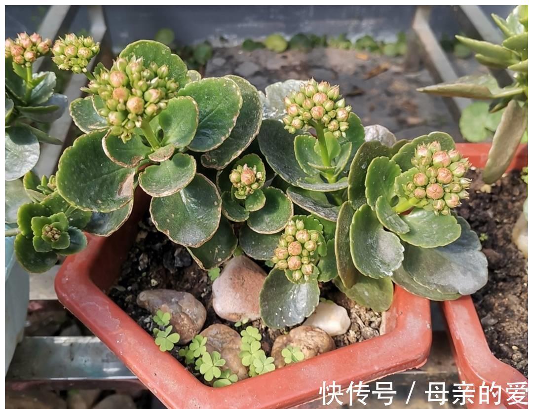修剪|9月开始,给长寿花多做4件事,让它多冒新芽,孕蕾更多