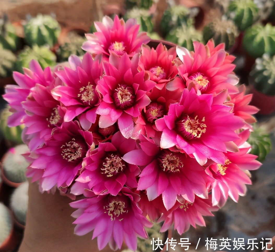 仙人球夏季为什么不开花?看看3点,彻底做对了,才能开花不停