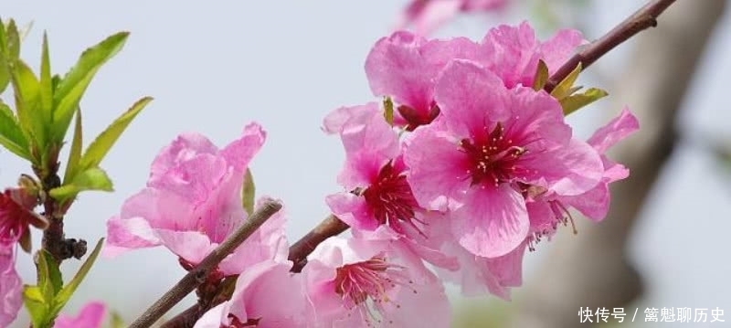 白居易很有哲理的一首诗,看似写得很普通,但读来令人赞叹不已!