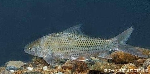 鲮鱼|如何钓鲮鱼,饵料搭配及钓法全解!钓鲮鱼就这么简单——盛世三渔