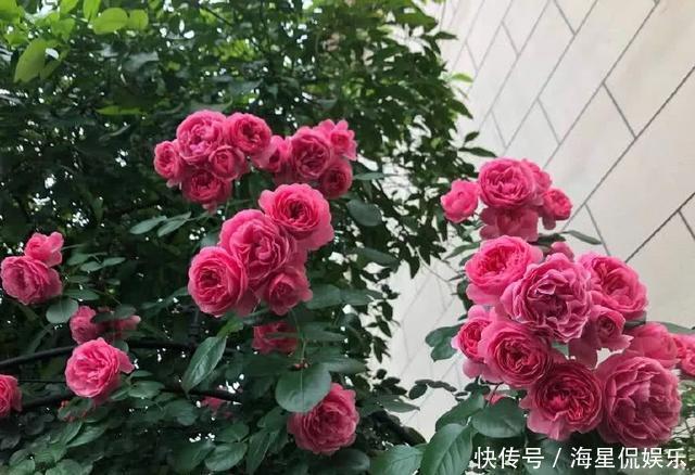 修剪|玫瑰象征美好爱情，怎么养才能花繁叶茂需要满足4个条件