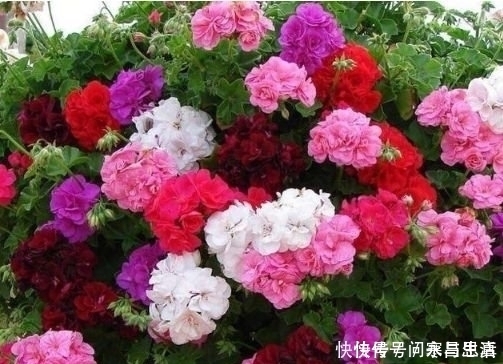 4种花超漂亮,个个美出状态,比牡丹还美,年年开花美翻