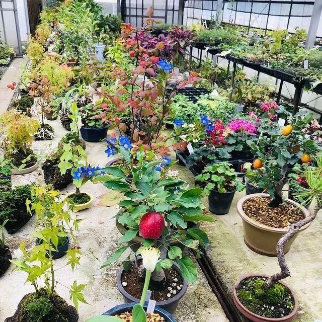 山野草，也高雅！