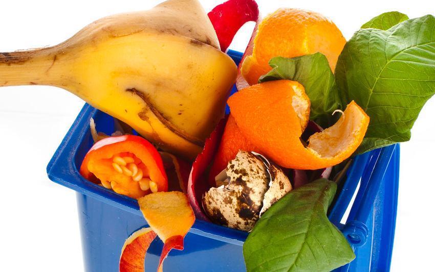 往君子兰盆里扔垃圾后会怎样,答案它只会越长越好