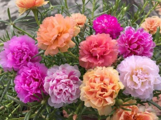 报春花|居家就养此款花卉，养人又旺财，开花富贵吉祥，变成有钱人！