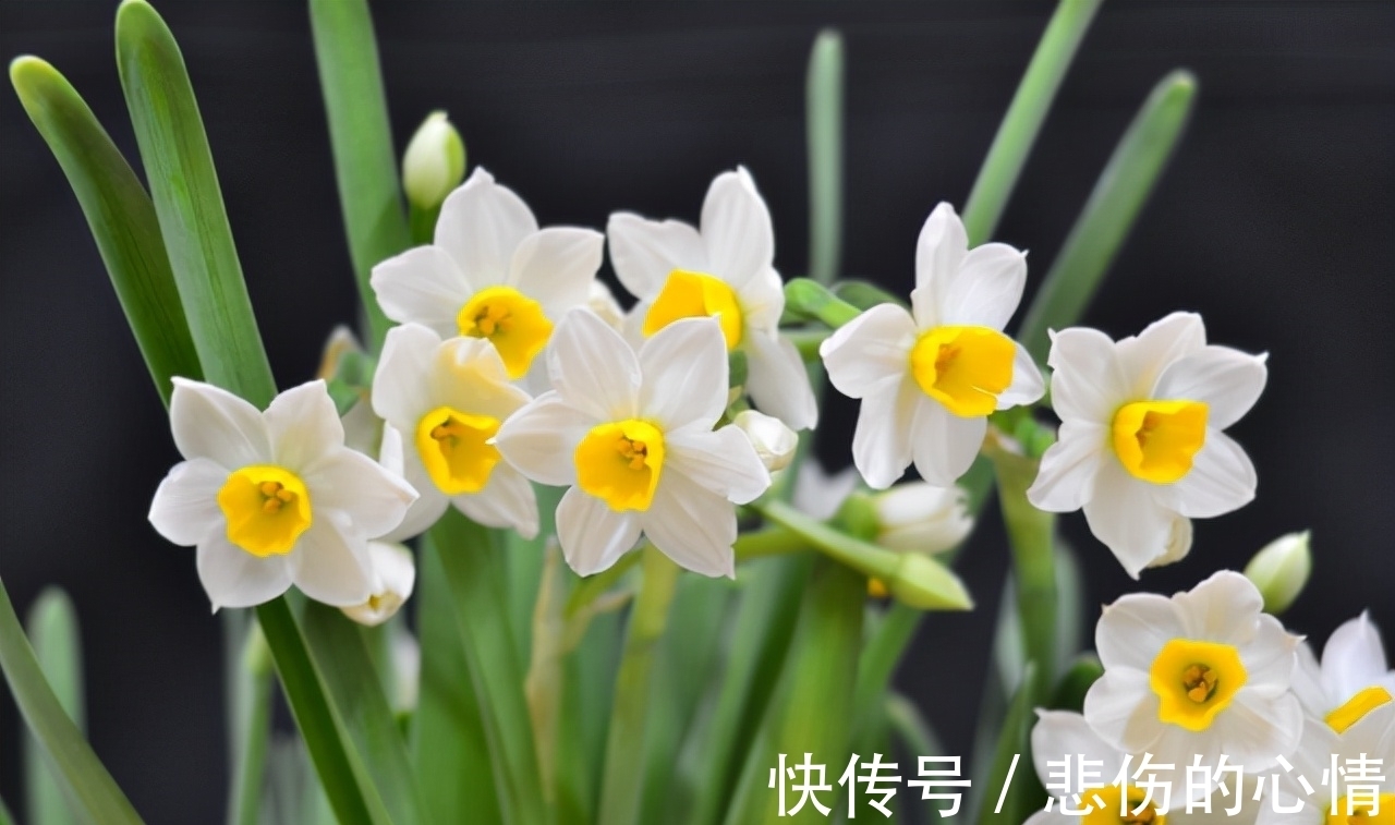 水仙花|这3种“年宵花”是一次性的，开花后就“不再复花”，别花钱买了