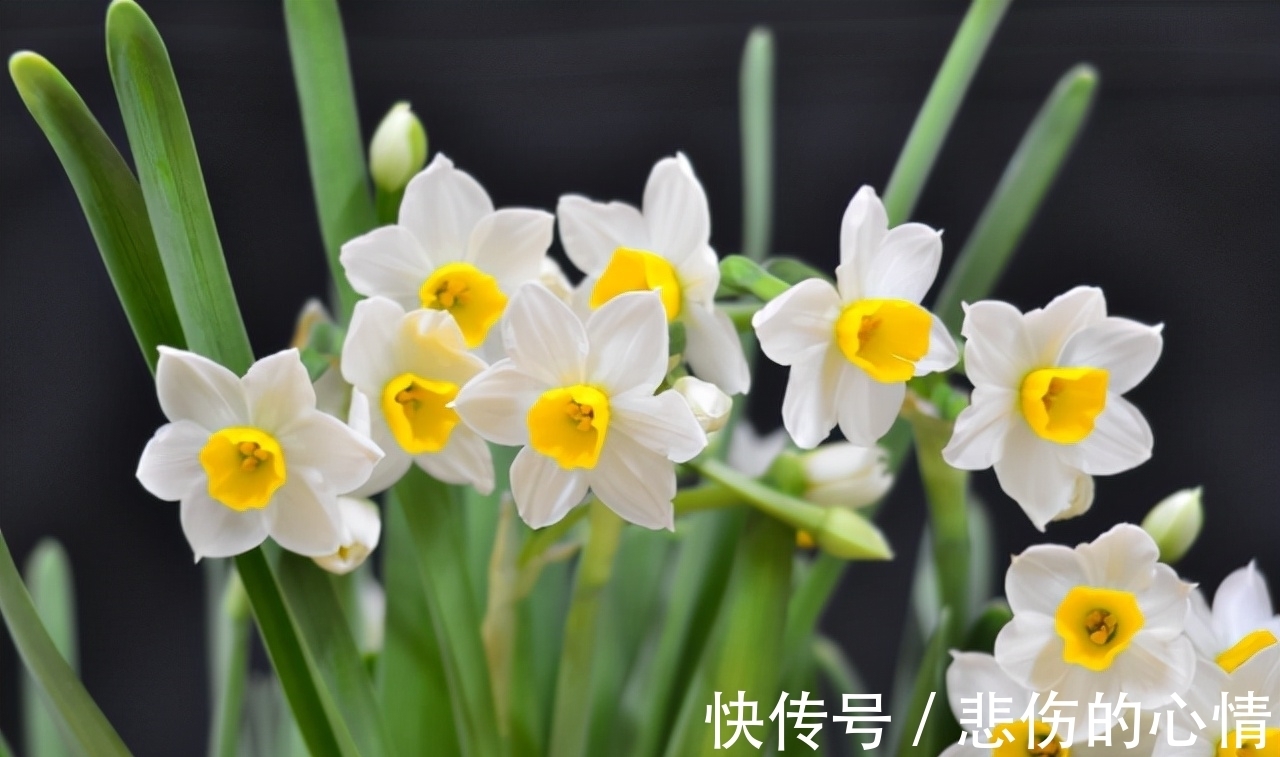 水仙花|这3种“年宵花”是一次性的,开花后就“不再复花”,别花钱买了