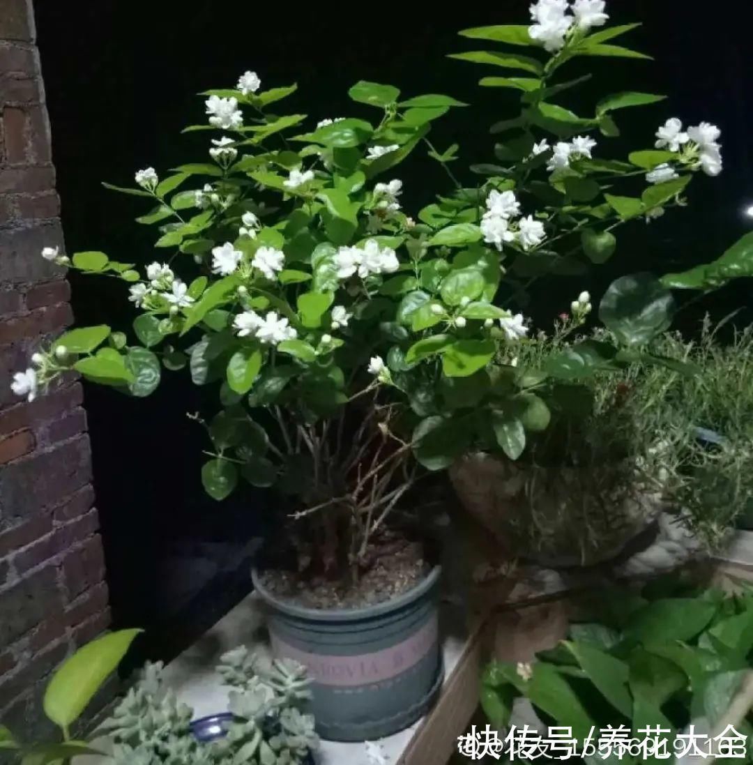 飘香藤|晒不死、热不死的花,越晒花越多,越热长越快