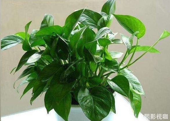 几种花最适合懒人养,勤快人养不过三个月就死!