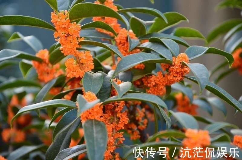 桂花苗|桂花的叶芽和花芽长啥样,养好几年的桂花不开花怎么办只需2点